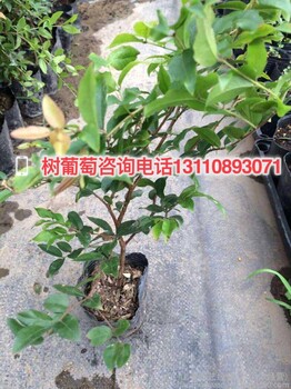 黔江區(qū)嘉寶果樹批發(fā)嘉寶果樹苗種植基地