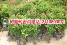 云阳县树葡萄的食用禁忌树葡萄品种操作步骤图片4