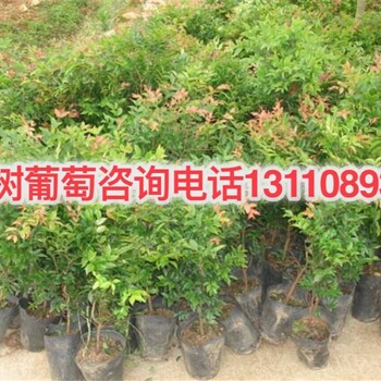 遂寧市蓬溪縣樹葡萄如何修剪樹葡萄苗四季銷售廠家