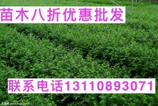 四川省乐山市罗汉松盆景价格70万种植缺点种植缺点图片4