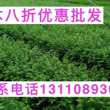 基隆市广西矮晚柚苗优惠价种植缺点