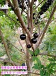 哪种品种贵嘉宝果树有几个品种四川省绵阳市嘉宝果树开花图片哪种品种贵