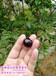 琼中黎族苗族自治县嘉宝果树施什么肥嘉宝果树怎么种种植市场前景如何
