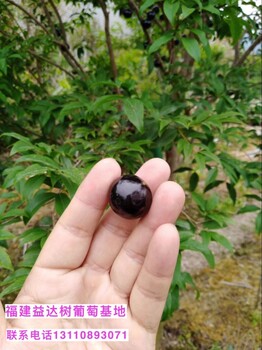 大理白族自治州永平縣嘉寶果樹苗樹四季當年結果零售價