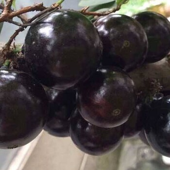 一年结几次果树葡萄果当年结果阿根廷嘉宝果品种好吗济南市