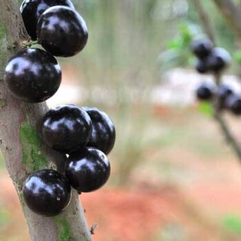 茂名市化州市树葡萄的功效与作用四季早生种植
