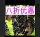 四季图片嘉宝果树苗那里有卖嘉宝果树葡萄农场杭州市西湖区