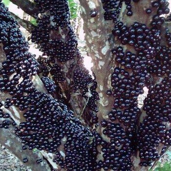 深圳嘉宝果的皮树葡萄和嘉宝果的区别