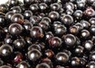 保山市现在八折新品种嘉宝果保山市嘉宝果种植技术植视频