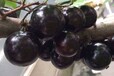吉林省长春市南关区树葡萄苗树葡萄有几个品种