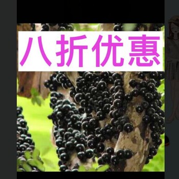 需要多少钱一株云南红老树葡萄酒10年甘肃省张掖市
