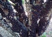 常山县巴西树葡萄或嘉宝果江西嘉宝果种有哪些功效