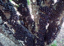 巴音郭楞蒙古自治州树葡萄种子种植可以吗图片4