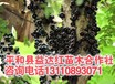 4年多高八折我的世界枫树葡萄种子江西省上饶市