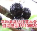 盱眙县嘉宝果开花图片嘉宝果播种季节适应那里种植