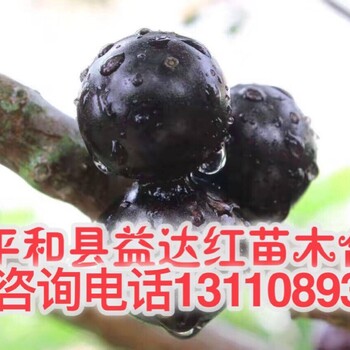 山東地區(qū)10公分嘉寶果樹價格表怎么購買