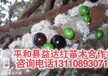 龙陵县嘉宝果树促花方法哪里有出售