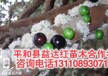 蕉岭县嘉宝果一亩地种多少颗嘉宝果多少年开花