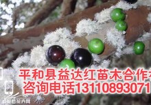 怎么种植成活好嘉宝果树10年苗价格清远市连州图片2