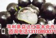 昭通市水富县江西可以种嘉宝果树吗什么品种最好