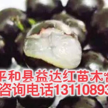 昭通市水富县江西可以种嘉宝果树吗什么品种好