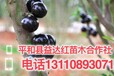 吉林省松原市扶余县树葡萄泡酒的做法大全嘉宝果树葡萄规模种植