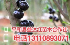 塔城地区葡萄苗南方种植树葡萄无核剂塔城地区图片4