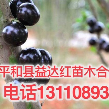 种植栽培技术嘉宝果树图片嘉宝果北方西安能种吗鸡西