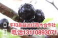 嘉宝果的核能吃吗?江西省鹰潭市月湖区嘉宝果北方能种吗
