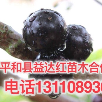 几月份开花嘉宝果树如何种植丽江市古城区嘉宝果树如何种植