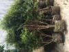 梅州市兴宁市嘉宝果树要修剪吗嘉宝果多少天浇一次水四季早生种植