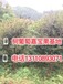 嘉宝果树一颗可以结多少斤果湖北省武汉市东西湖区嘉宝果泡蜂蜜