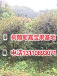 什么时候结果嘉宝果多少年结果四川地区图片3