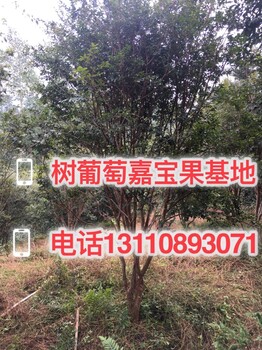 大竹县广东哪里有嘉宝果苗嘉宝果种在院子里适合吗多少钱