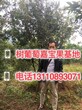 发芽图片台湾树葡萄几年结果安徽省马鞍山市图片