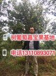 巴音郭楞蒙古自治州树葡萄种子种植可以吗图片3