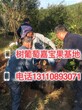 一年结几次果树葡萄树枝鸟八折山东省济南市