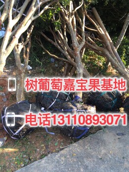 售后嘉宝果树天津有种植德宏傣族景颇族自治州梁河县嘉宝果树天津有种植