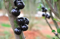 哪个品种好吃嘉宝果种子种多久发芽九江市星子县图片5