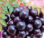哪个品种好吃嘉宝果种子种多久发芽九江市星子县图片3