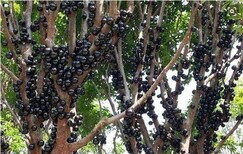 哪个品种好吃嘉宝果种子种多久发芽九江市星子县图片2