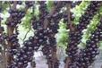 江西省吉安市嘉宝果树4一5年苗价格五年树龄有多大
