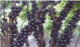 南充市嘉宝果树苗怎样出花嘉宝果树苗是什么样的图片4