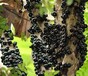 江西省新余市树葡萄种苗低价出售