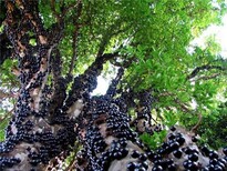 南充市嘉宝果树苗怎样出花嘉宝果树苗是什么样的图片3