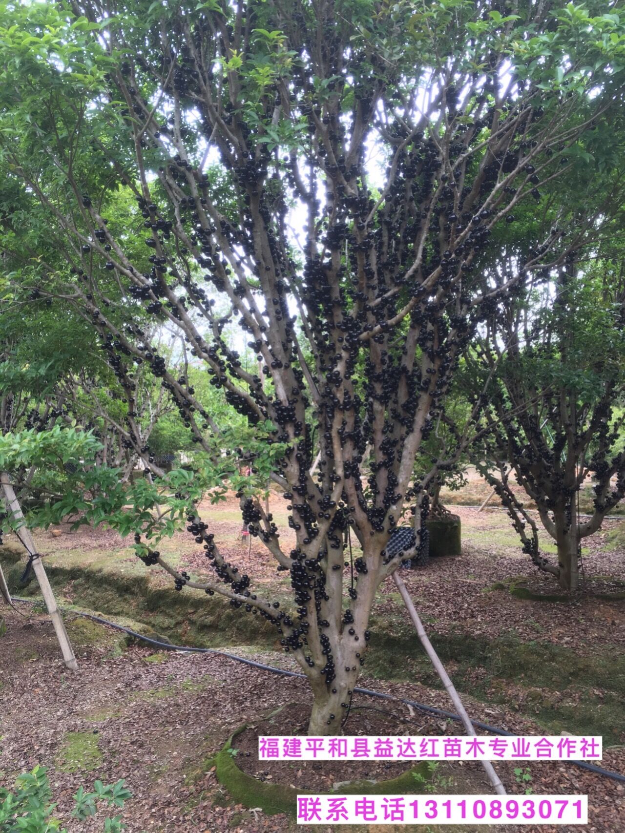 孝感孝昌县嘉宝果树苗基地孝昌县