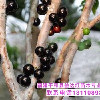 興寧市如何挑選嘉寶果樹品相幾月份種植