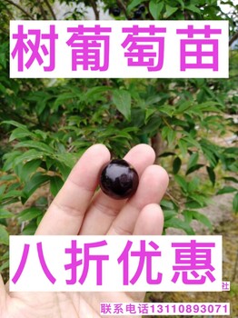 什邡市樹葡萄苗廠家推薦什邡市