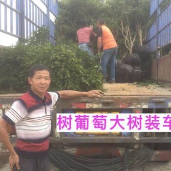常州天寧區(qū)樹葡萄樹移植后管理為何不結(jié)果