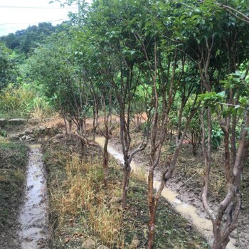 芦溪7年挂果嘉宝果树多少钱一棵